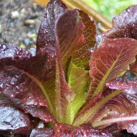 Lettuce RED Romaine COS, Red Roman lettuce